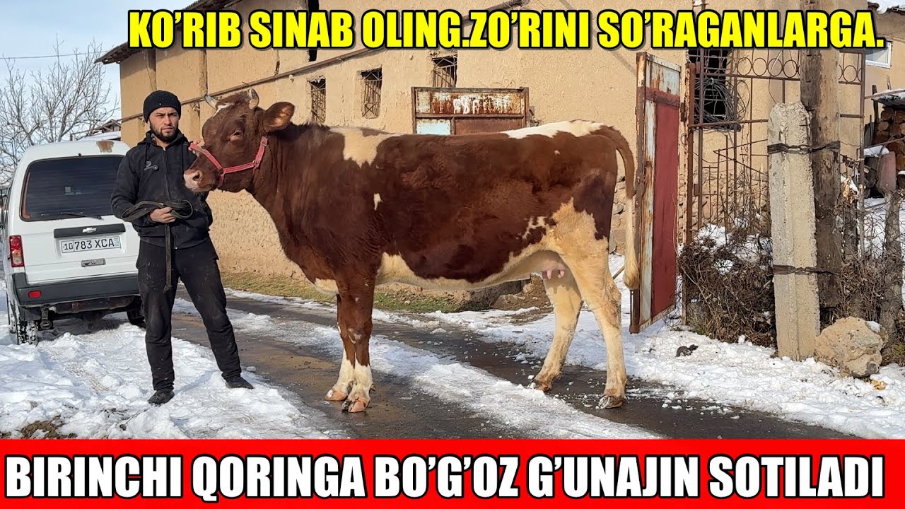 BIRINCHI QORINGA BO’G’OZ G’UNAJIN SOTILADI.