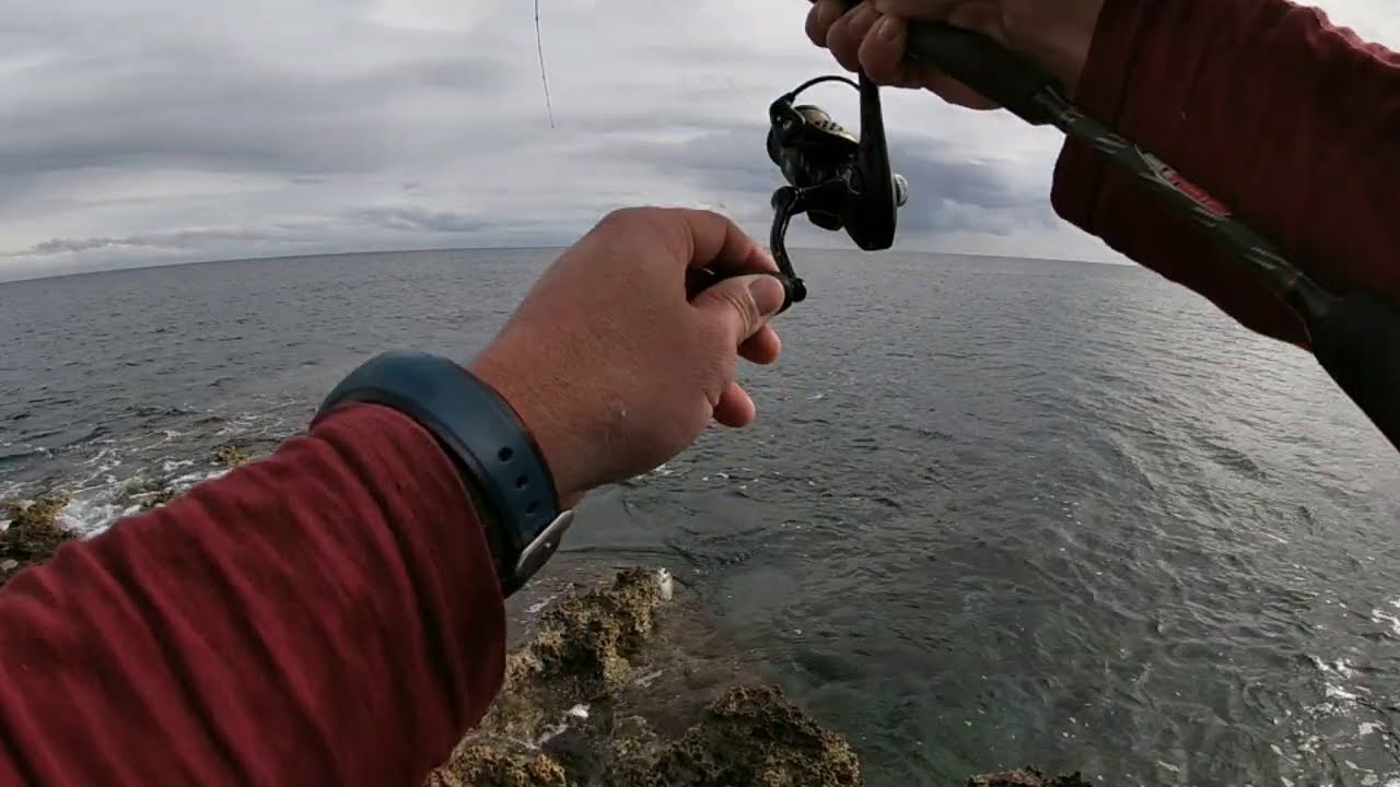 pesca con boya . cebo efectivo para todo tipo de esparidos 👌😎