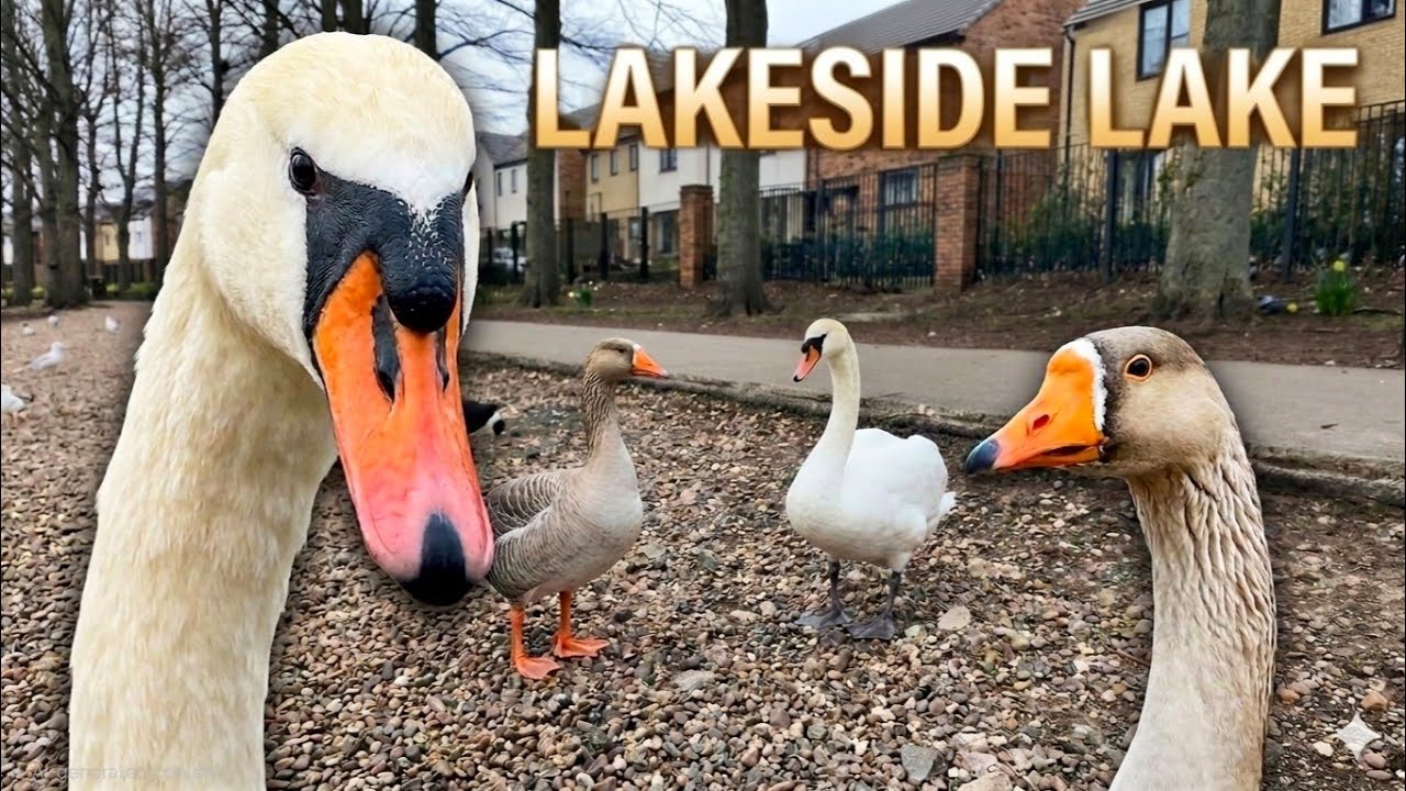 Swans & Waterfowl at Lakeside Lake | Featuring Tango the Goose 