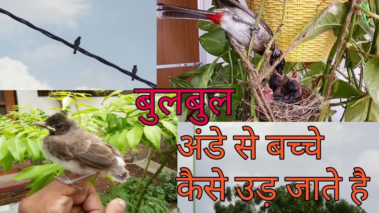 Bulbul bird : flying training to their chicks बुलबुल अपने बच्चों को उड़ना कैसे सिखाती है # hatching