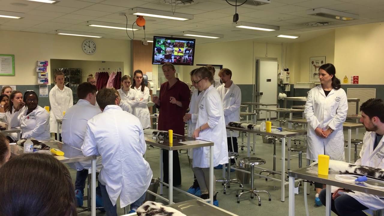 Farm vet skills training at the School of Veterinary Medicine and Science; Year 1, Wk2, Oct 2016