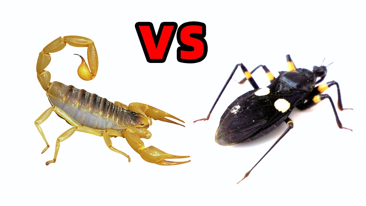 Скорпион VS Жук-убийца, борьба с насекомыми
