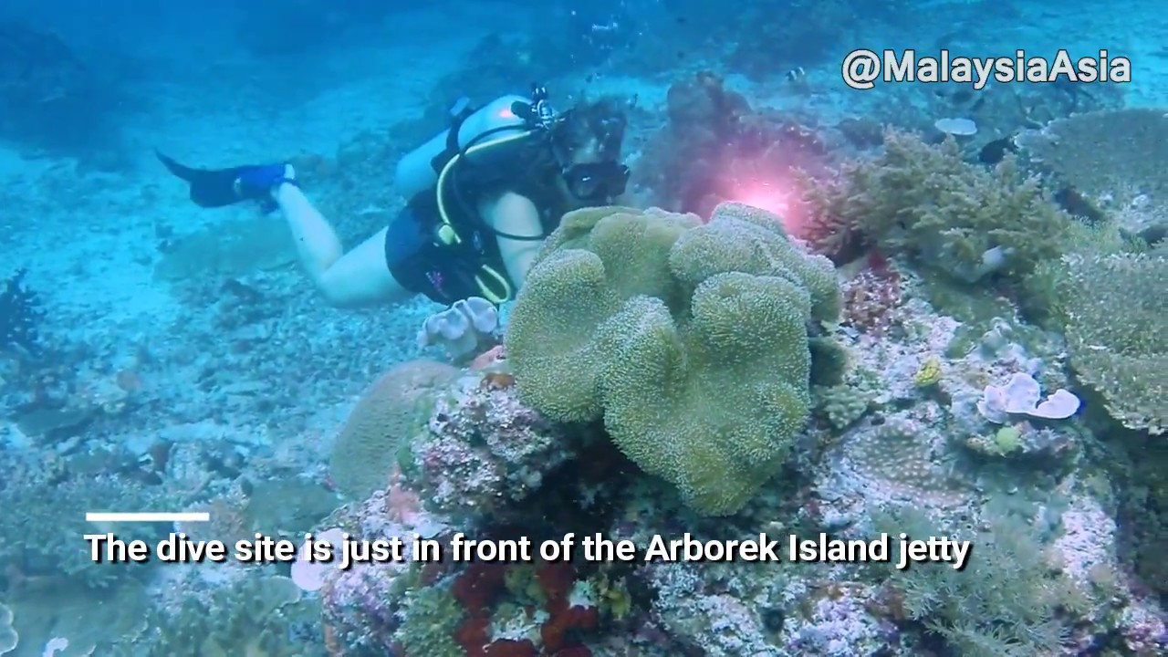 Arborek Island Scuba Diving Video