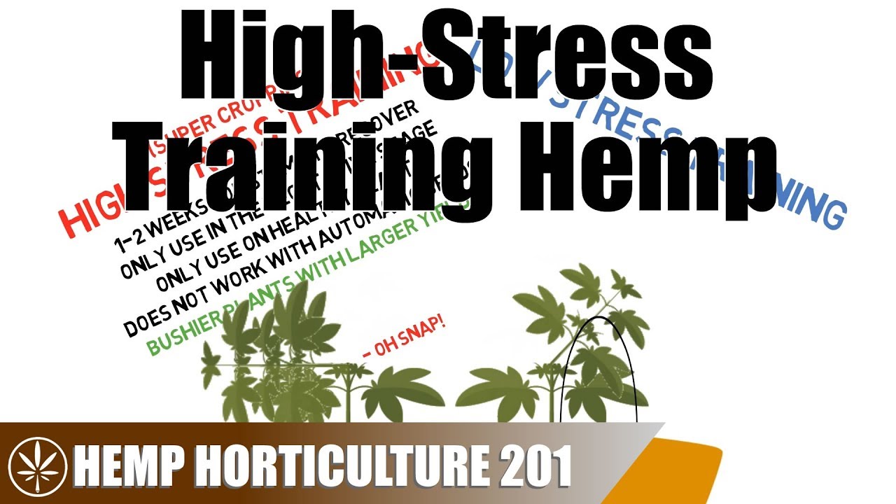 How To High-Stress Train Hemp