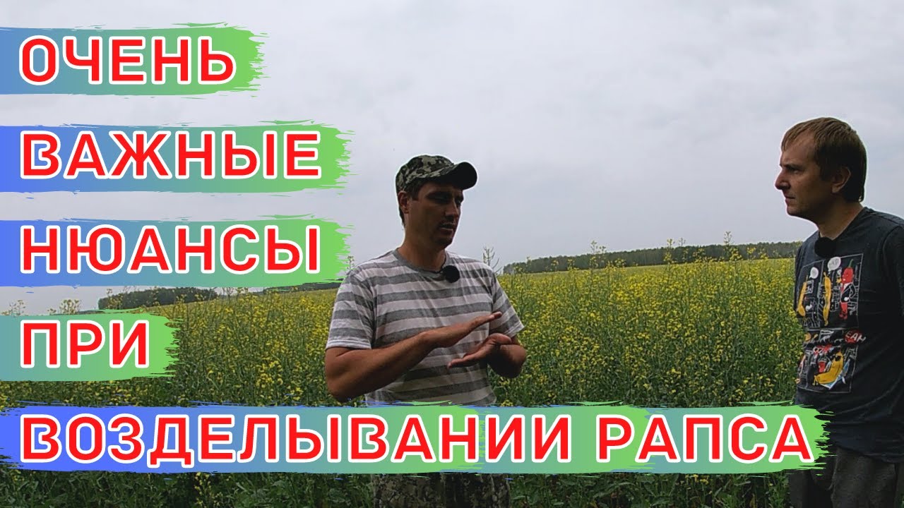 Высокие Урожаи Рапса по Зерновым Предшественникам / Сорт ярового рапса Абилити