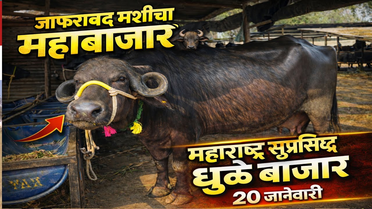 धुळे जाफराबाद म्हैस बाजार | शेतकऱ्यांचा पसंतीचा बाजार