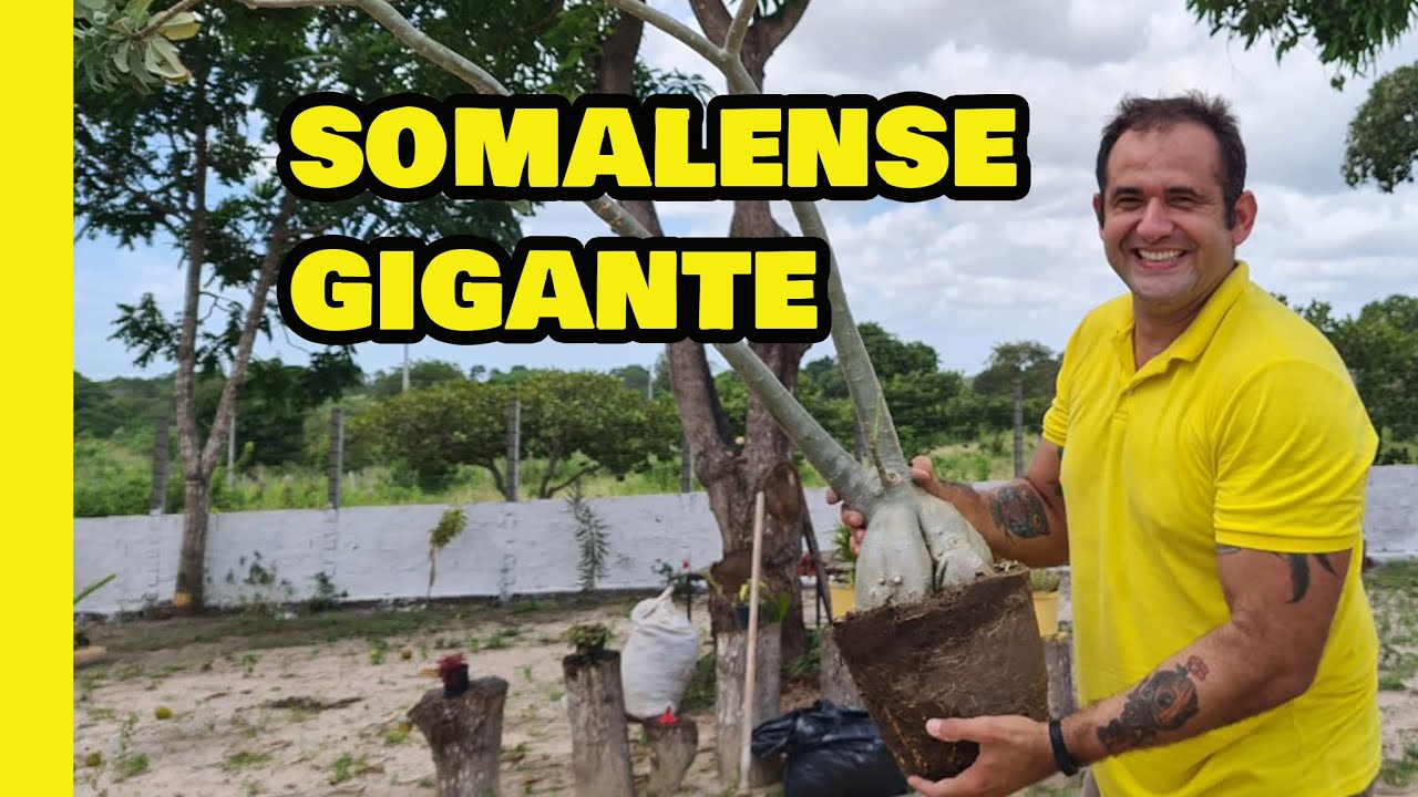 SOMALENSE ANACONDA GIGANTE (DO MEU JARDIM) - COMO ELAS ESTÃO? ROSA DO DESERTO GIGANTE