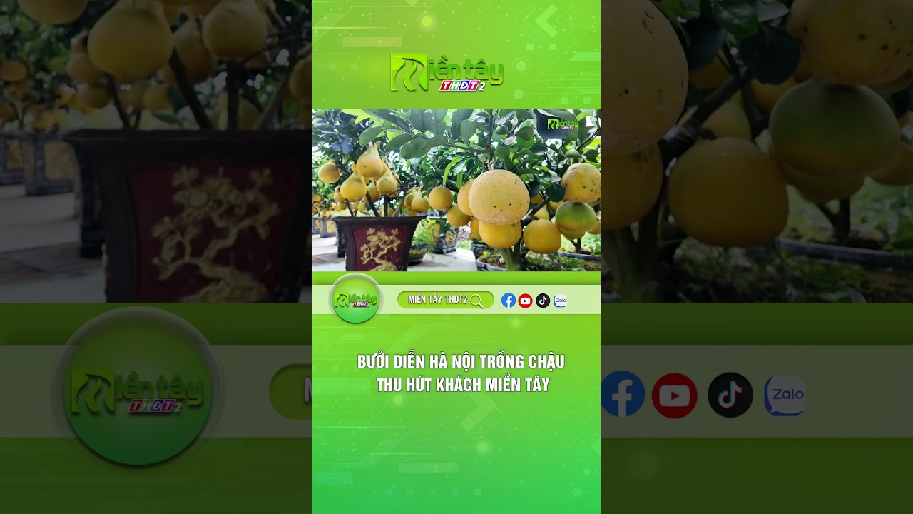 Bưởi Diễn H&agrave; Nội trồng chậu thu h&uacute;t kh&aacute;ch Miền T&acirc;y  #thdt2 #daidongthap #tintuc
