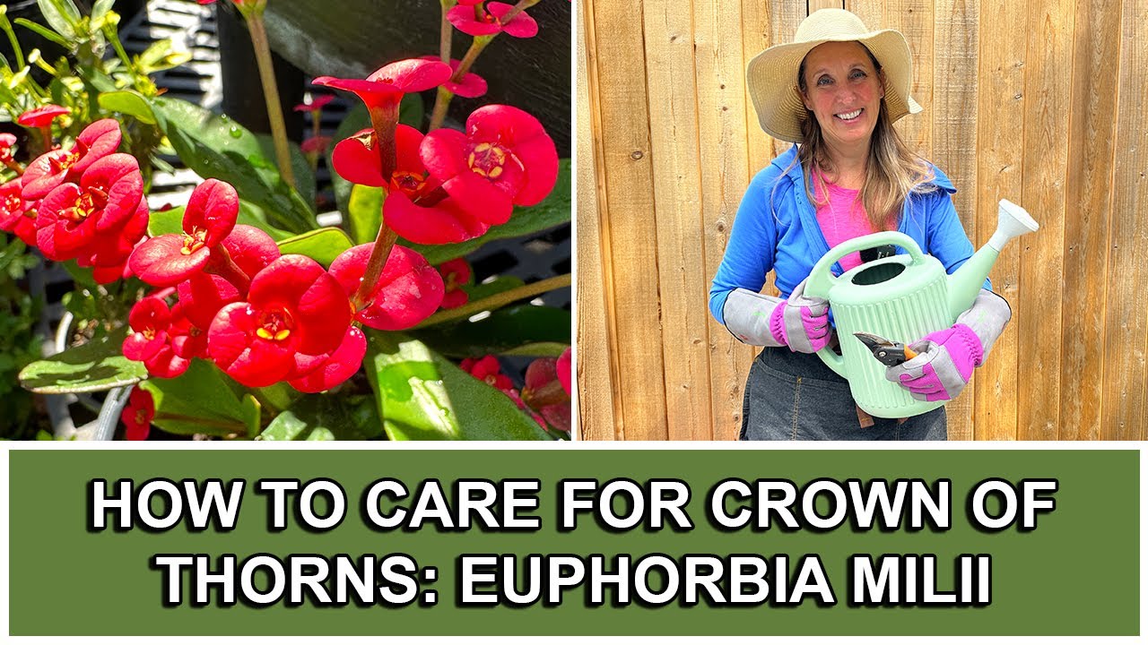 How to Care For Crown of Thorns: Euphorbia Milii