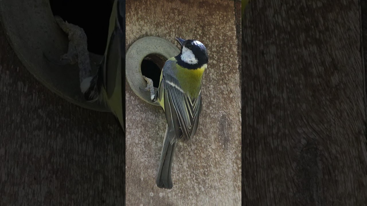 parus major perents taking care of babies 