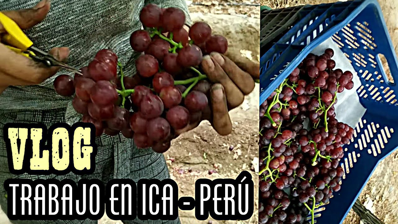 Aquí el TRABAJO SOBRA | Ica Perú