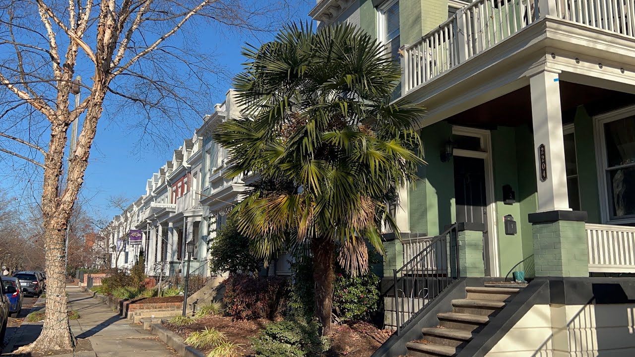 Beautiful windmill palm in Richmond, Virginia