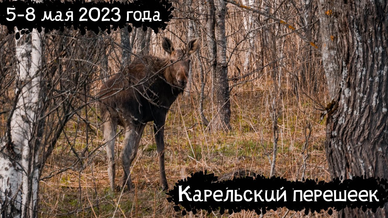 Карельский перешеек | Поход по Ленинградской области