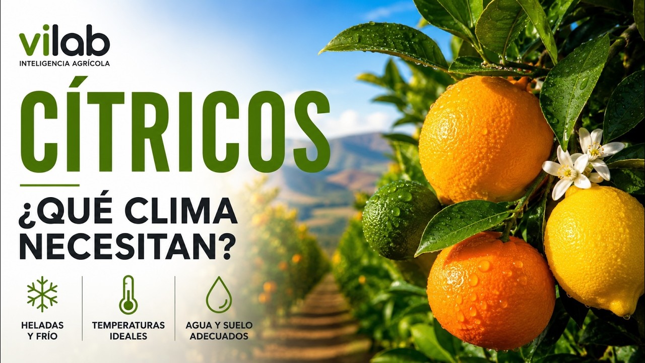 🍊🍋  Clima para el cultivo de CITRICOS (Clementinas, Limones, Naranjos y Mandarinos) | ViLab
