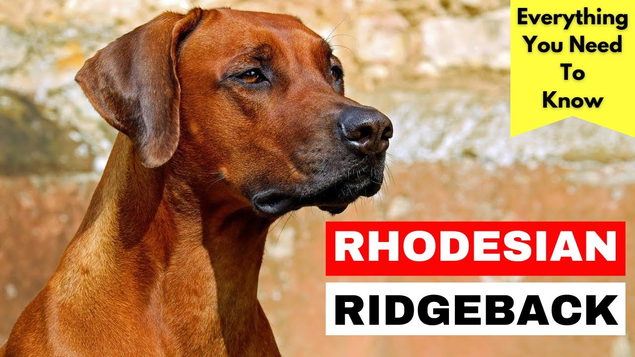 Rhodesian Ridgeback Breed Information - Everything You Need To Know About This Unique Breed