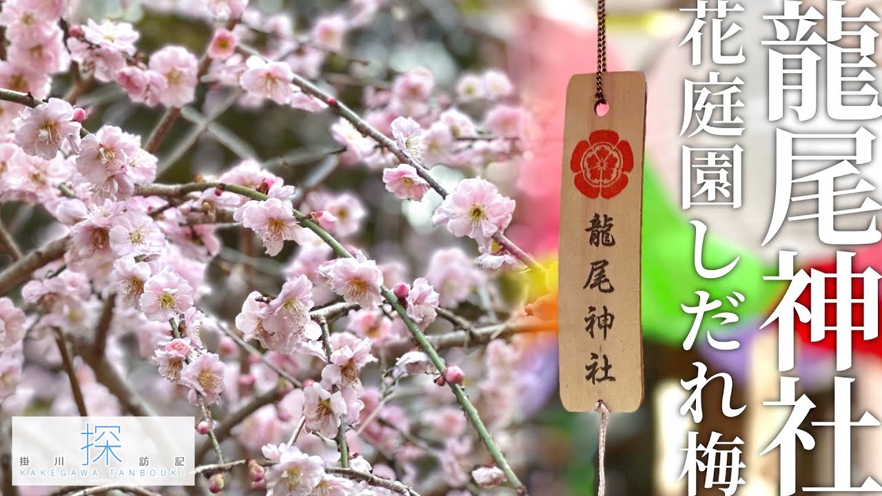 【掛川探訪記】紅白の梅咲き誇る！龍尾神社 花庭園 │Tatsuo Shrine Flower Garden