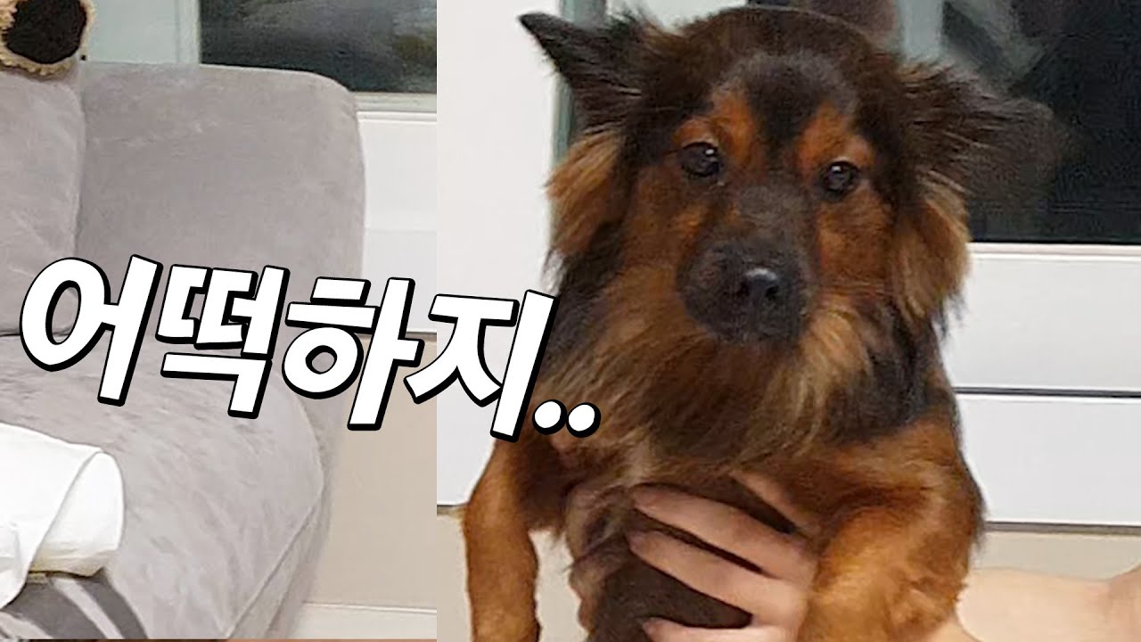 소파에 오줌 싸다가 아빠한테 잡혔다..