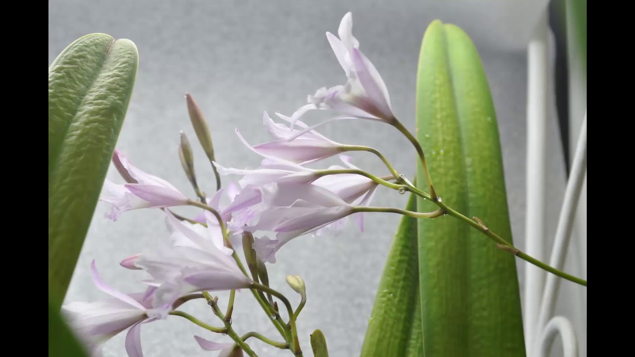 Broughtonia negrilensis x Laelia rubescens роспуск бутонов