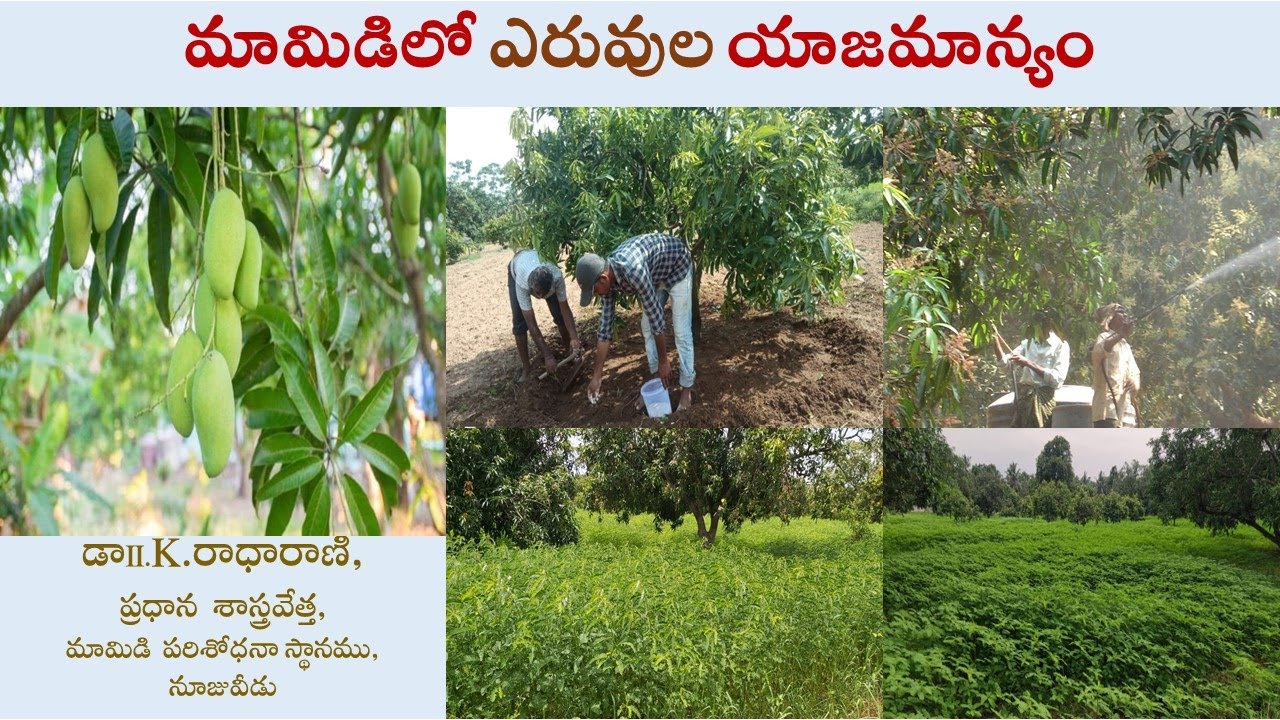మామిడిలో ఎరువుల యాజమాన్యం || డా II.K.రాధారాణి, ప్రధాన శాస్త్రవేత్త, మామిడి  పరిశోధనా స్థానము