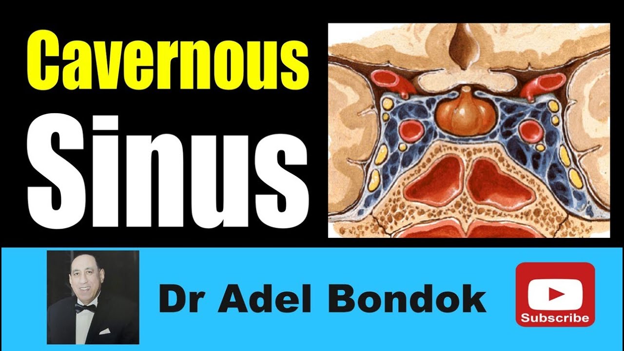 Cavernous Sinus, Dr Adel Bondok Making Anatomy Simple