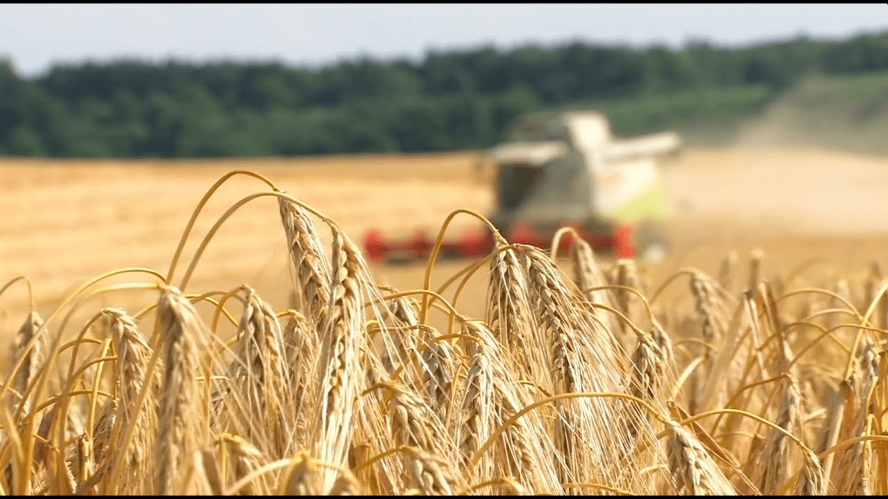 What Is All-Purpose Flour? | Knead to Know Basis | BAKERpedia