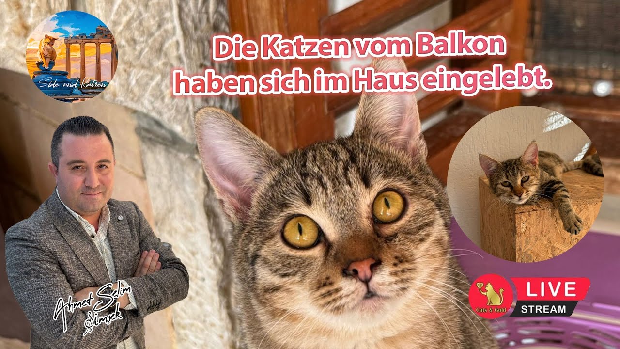 Die Katzen vom Balkon haben sich im Haus eingelebt.