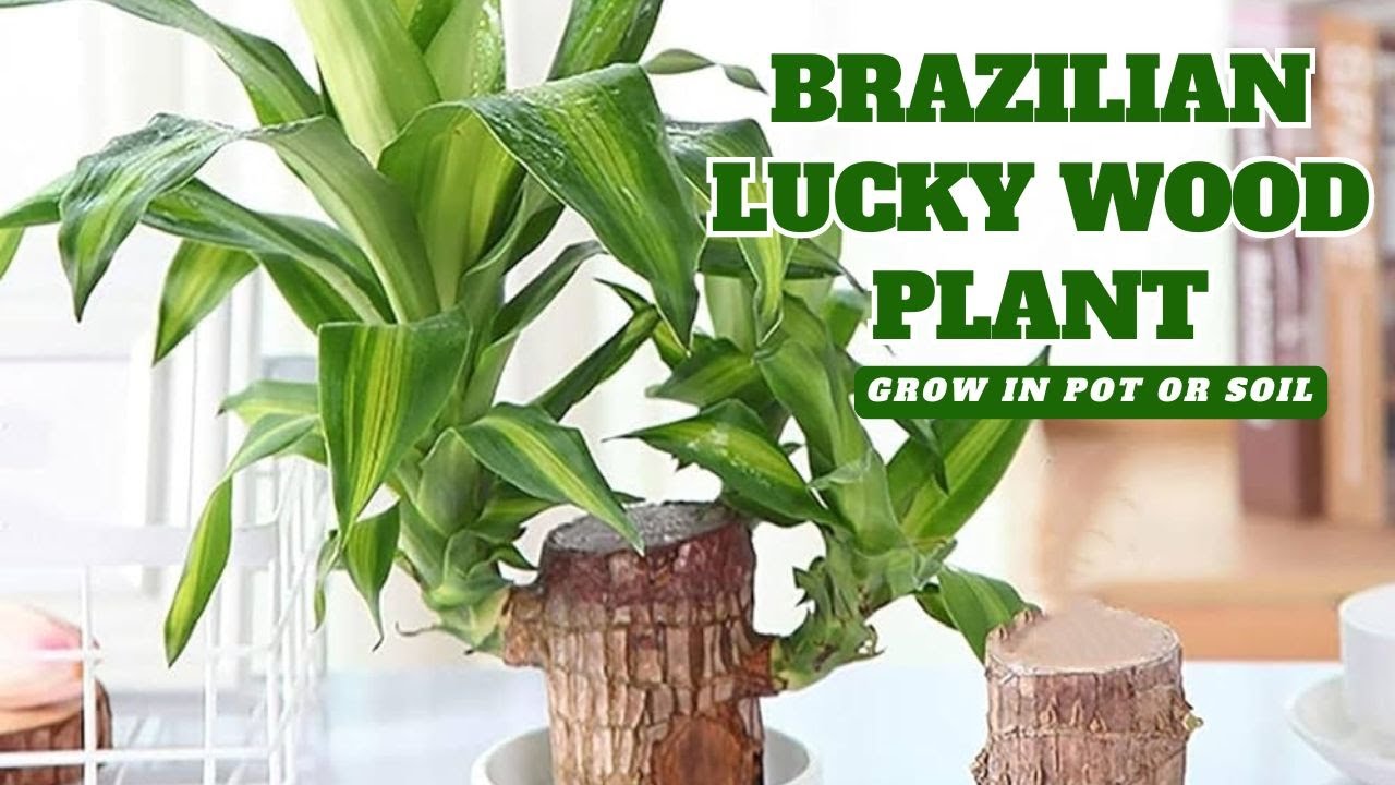 Lucky Brazil Wood Plant: Fortune Plant Benefits | Care, Air Purification & Positive Energy