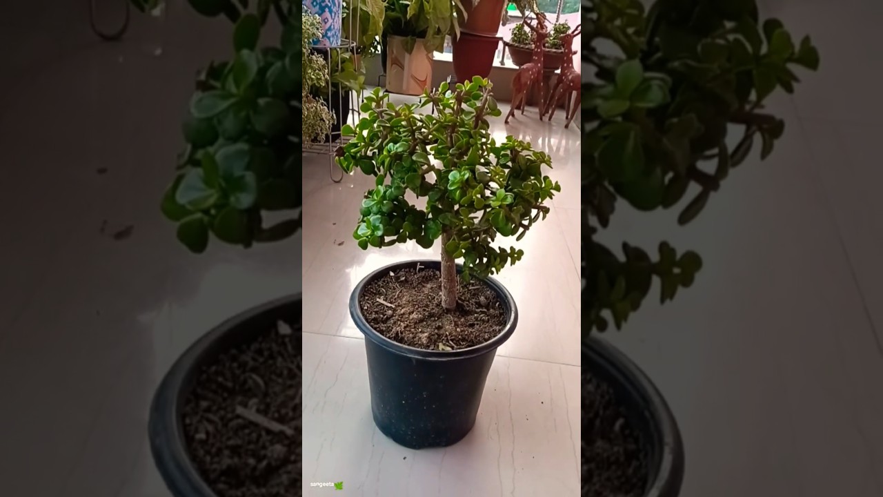 A small plant, but looks like a big tree! 