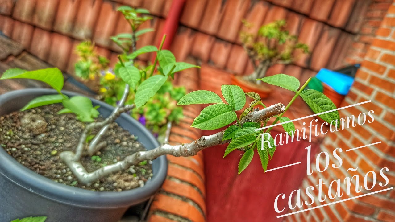 Bonsai castaño, empezamos a ramificar!