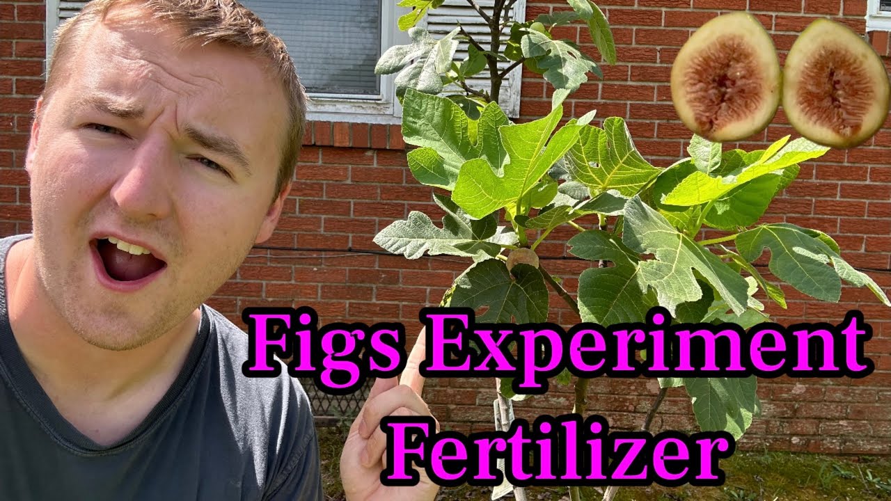 How To Fertilize Fig Trees!