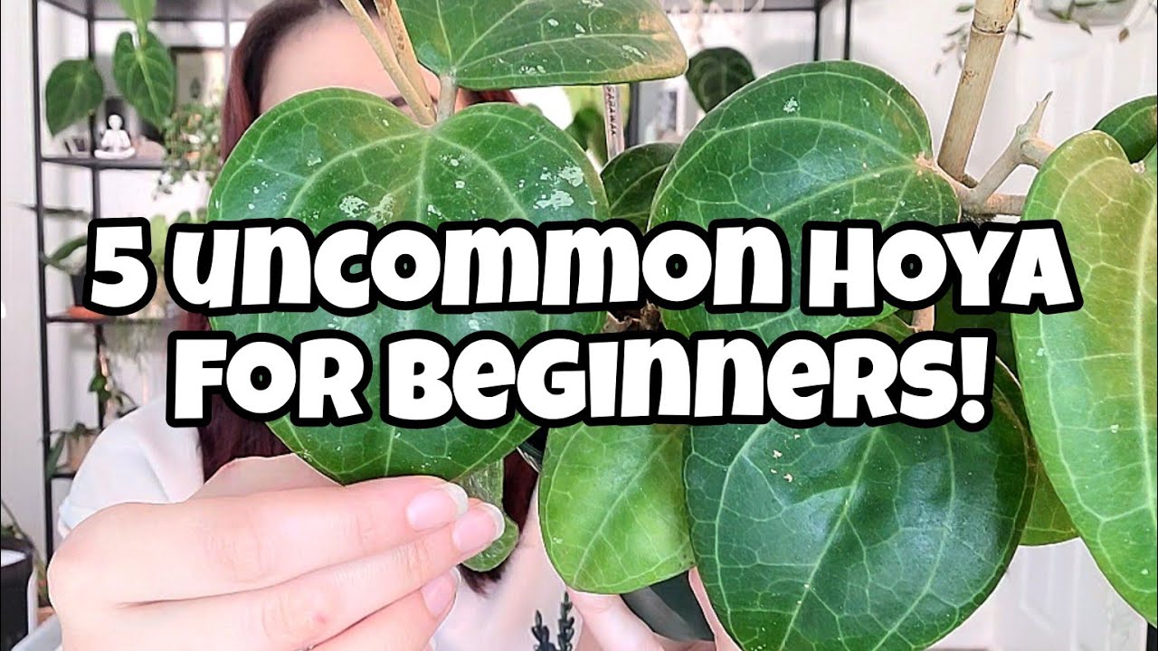 5 Uncommon Hoya For Beginners!! 🌱✨️ Hoya plants that are easygoing but not boring!! *part 2*