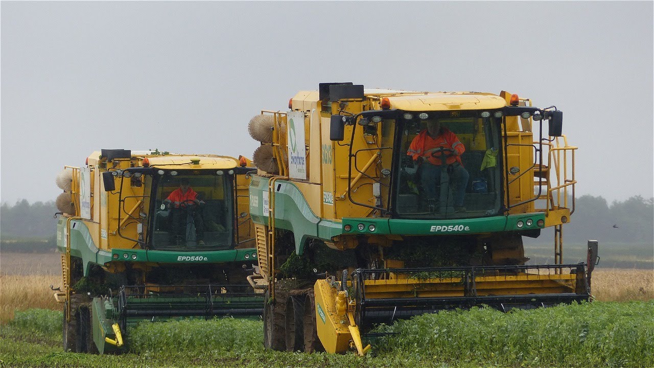 Swaythorpe Growers Bean Harvest 2022
