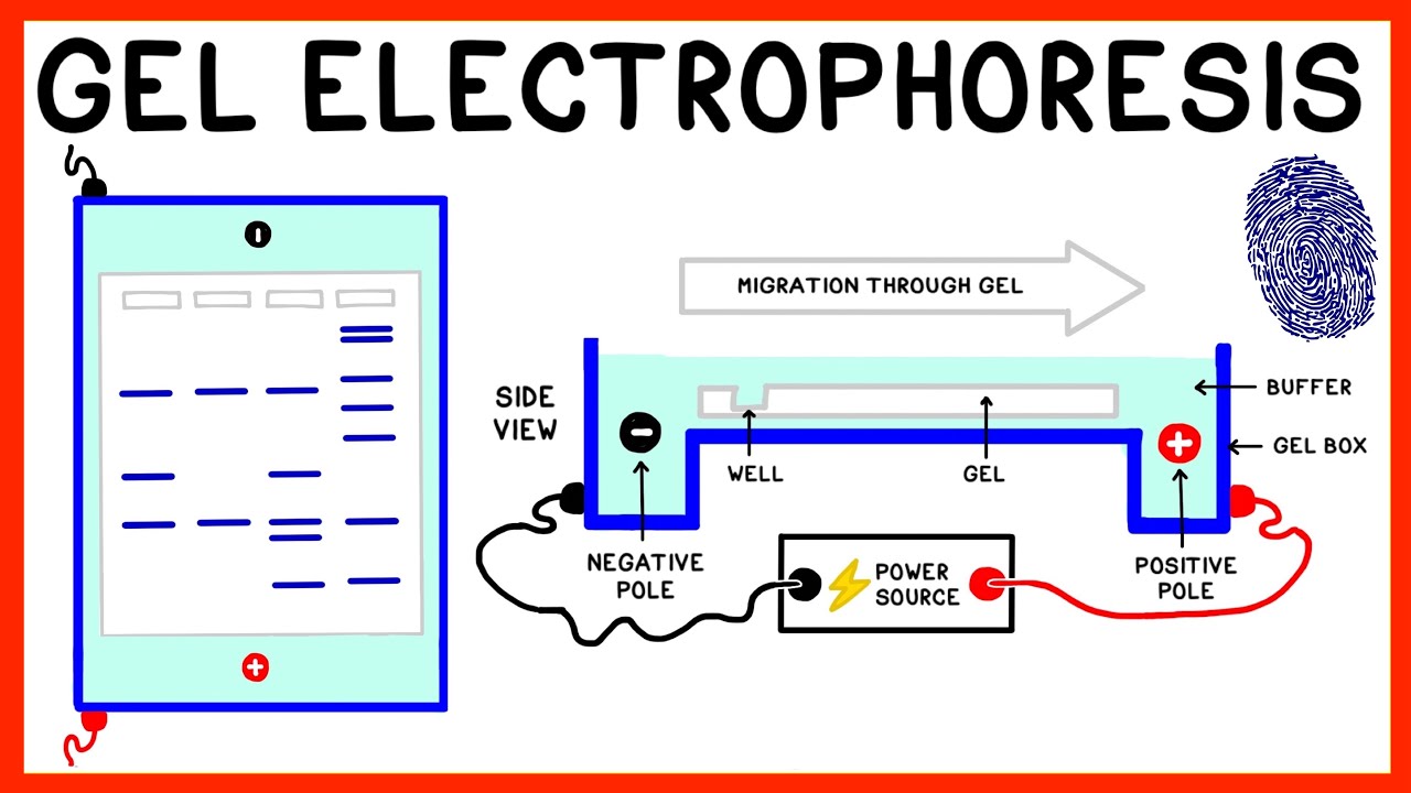 Gel Electrophoresis and DNA Fingerprinting Explained