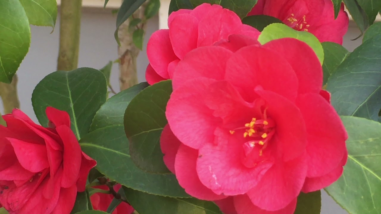 Spring at Enmanji - 2021
