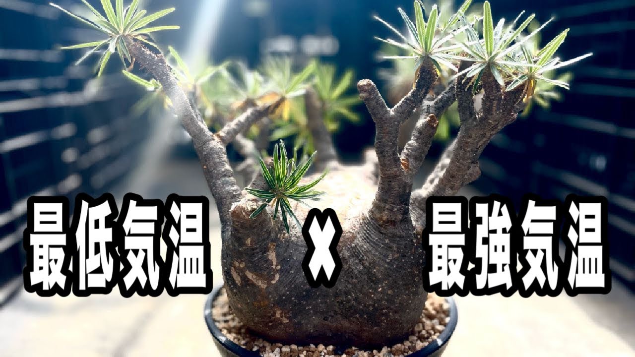 『塊根植物/コーデックス』塊根植物の冬管理、最低気温は？