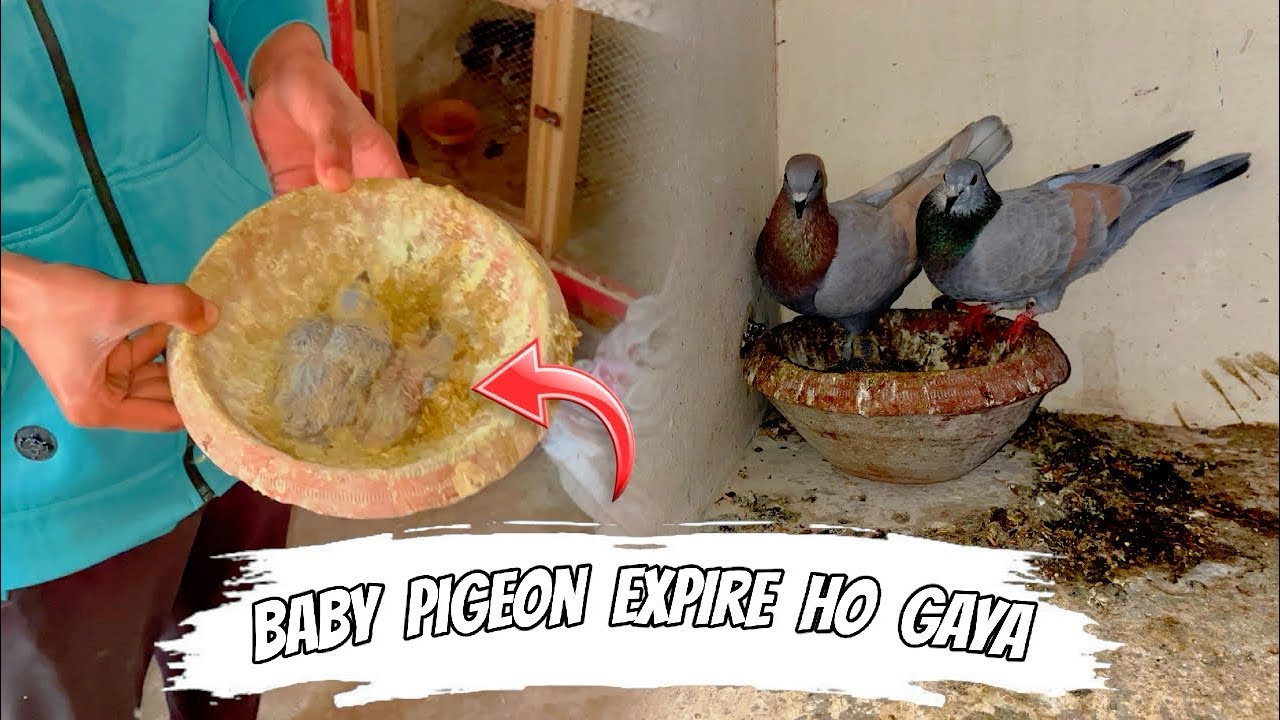 Lal band ka bacha expire ho gaya 😭 || Lekin ye kese howa 🥺 || Pets Zone 