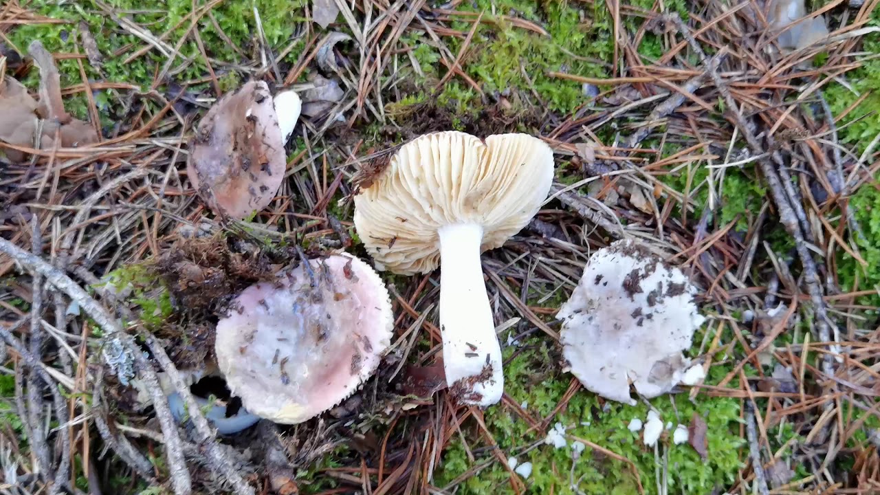 Russula turci. Una especie tremendamente variable...