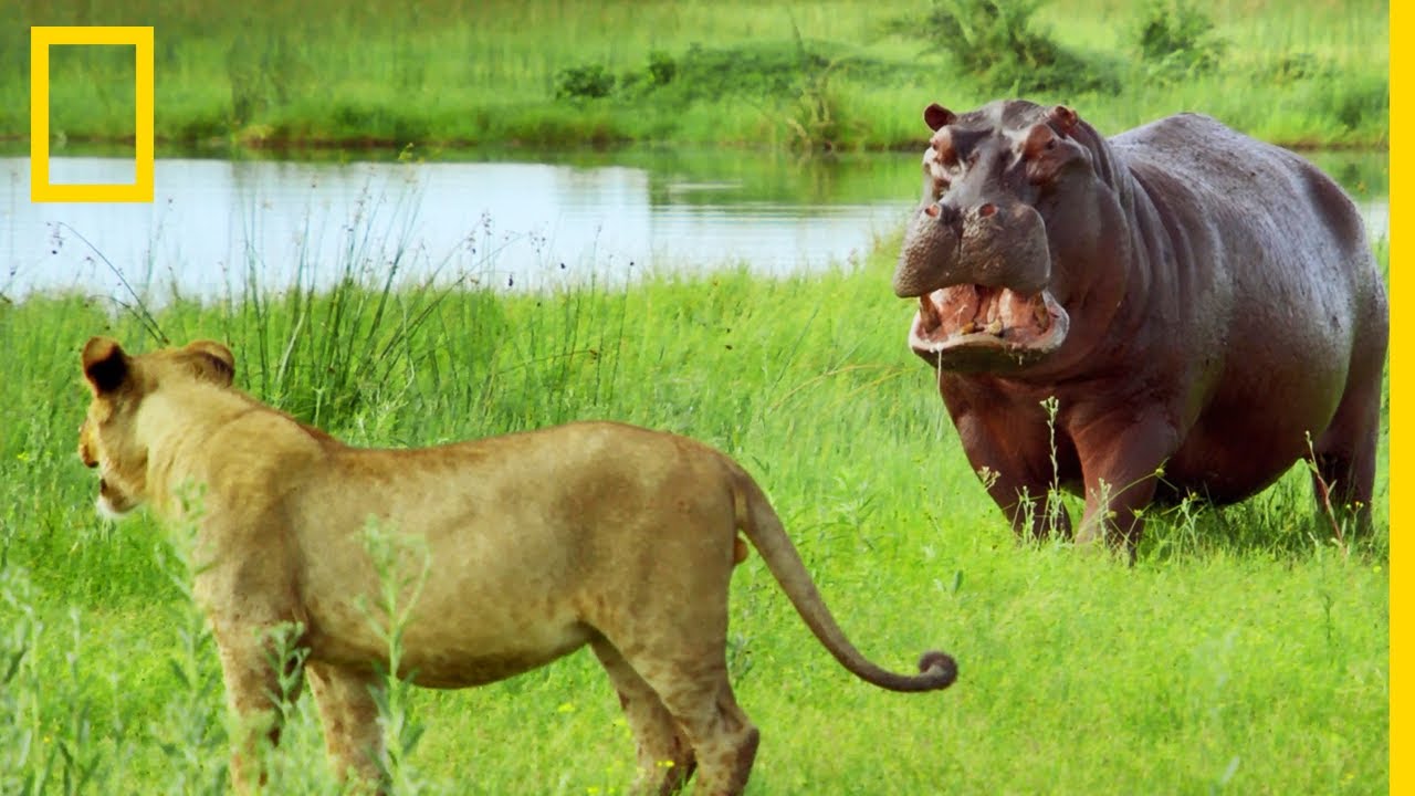 Un hippopotame fait fuir de jeunes lions à ses trousses