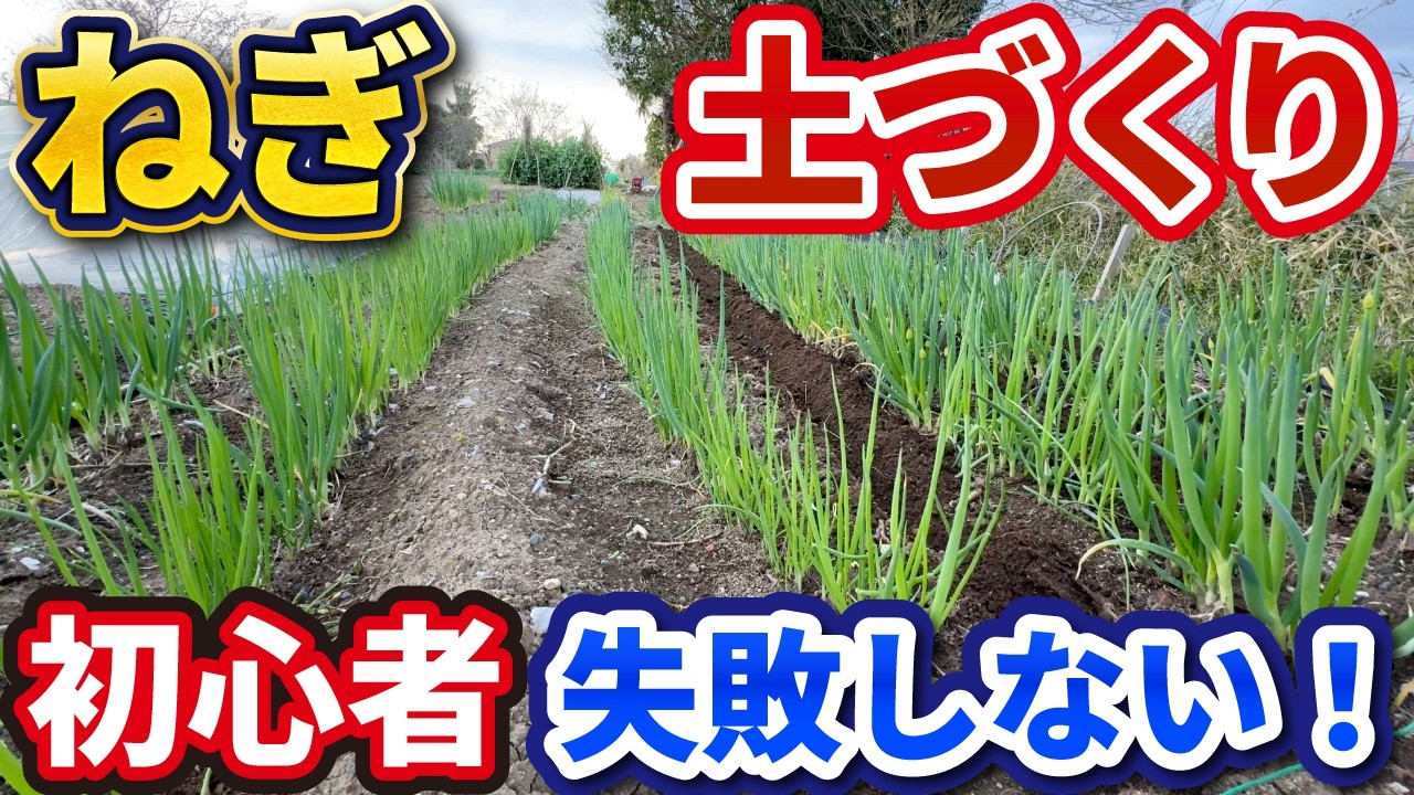 【ネギを太く大きく育てる】最強の土作り完全解説！初心者でも失敗しない3つのポイント