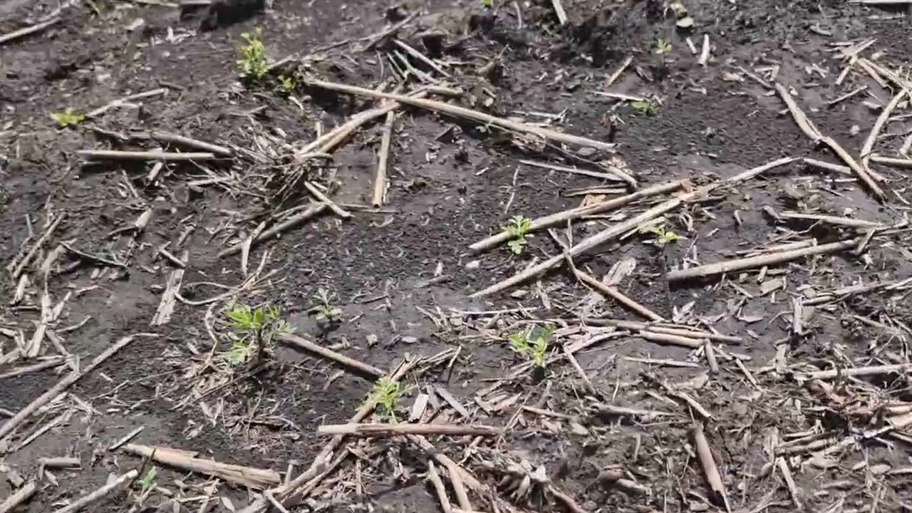 Гліфосат і Сальса разом по соняшнику, пройшло 2 дні!🌻
