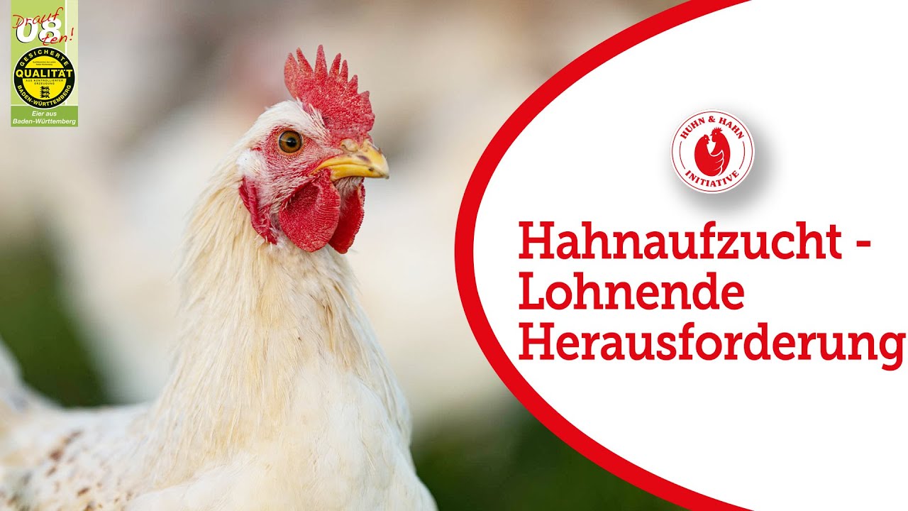 Aufzucht der männlichen Küken: eine Herausforderung, die sich lohnt und Freude bereitet