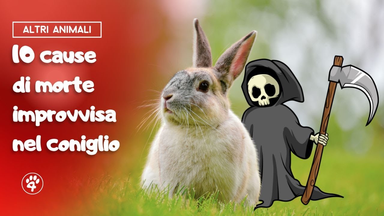 10 cause di morte improvvisa nel coniglio | Amoreaquattrozampe.it