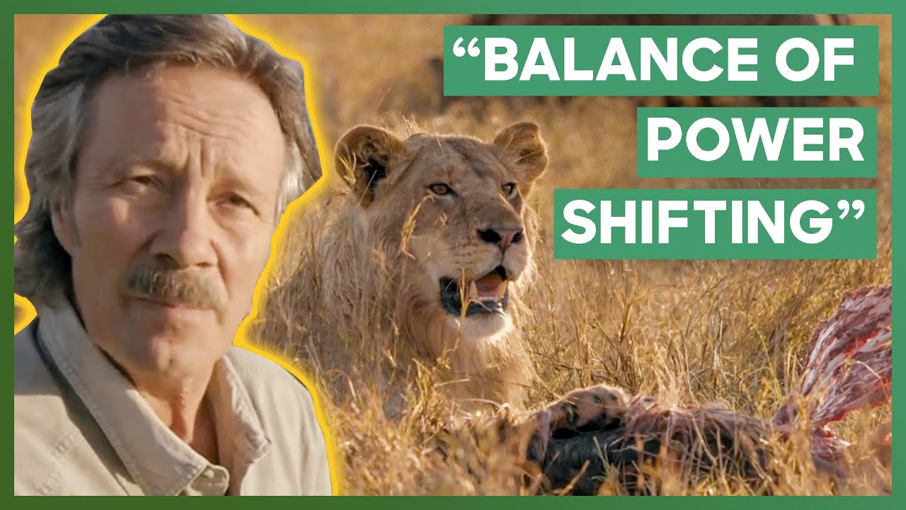 Two Male Lions Enjoy Their Prey While A Pack Of Hyenas Waits For Their Turn | Big Cat Tales