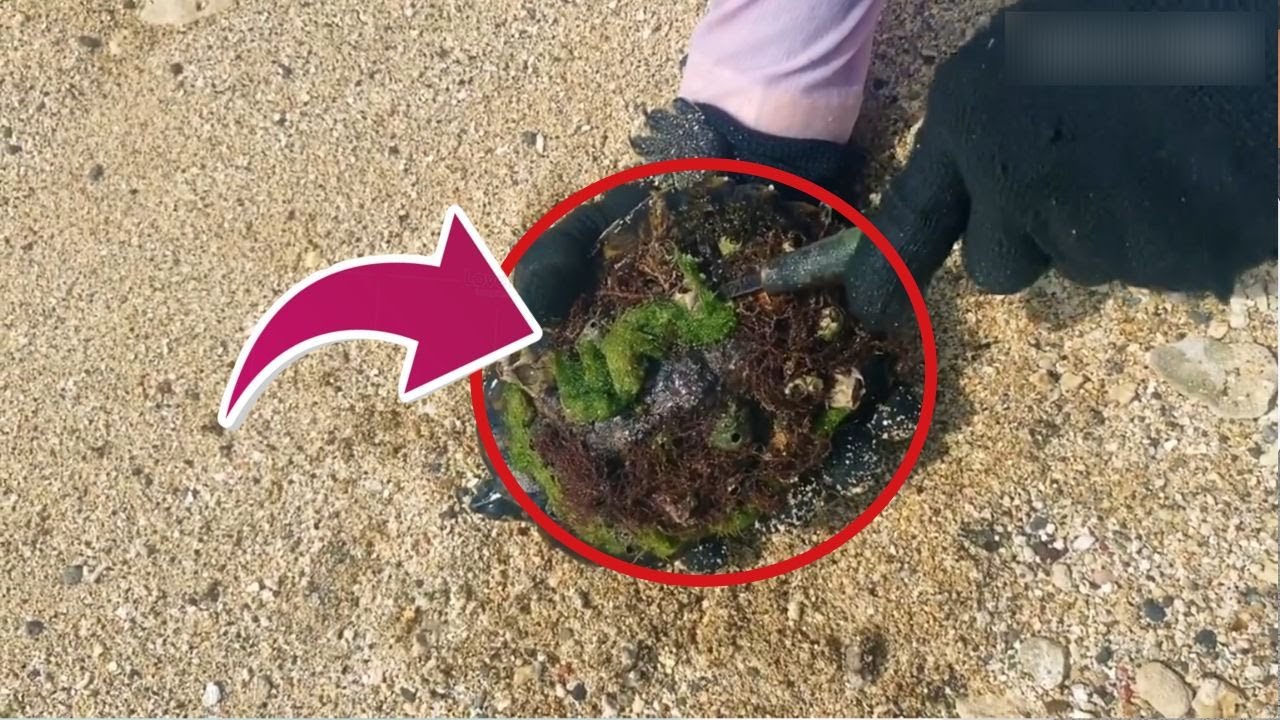 HORRIFIC TRUTH! The Pain These Turtles Endure Every Day Is Unimaginable #BarnacleRemoval