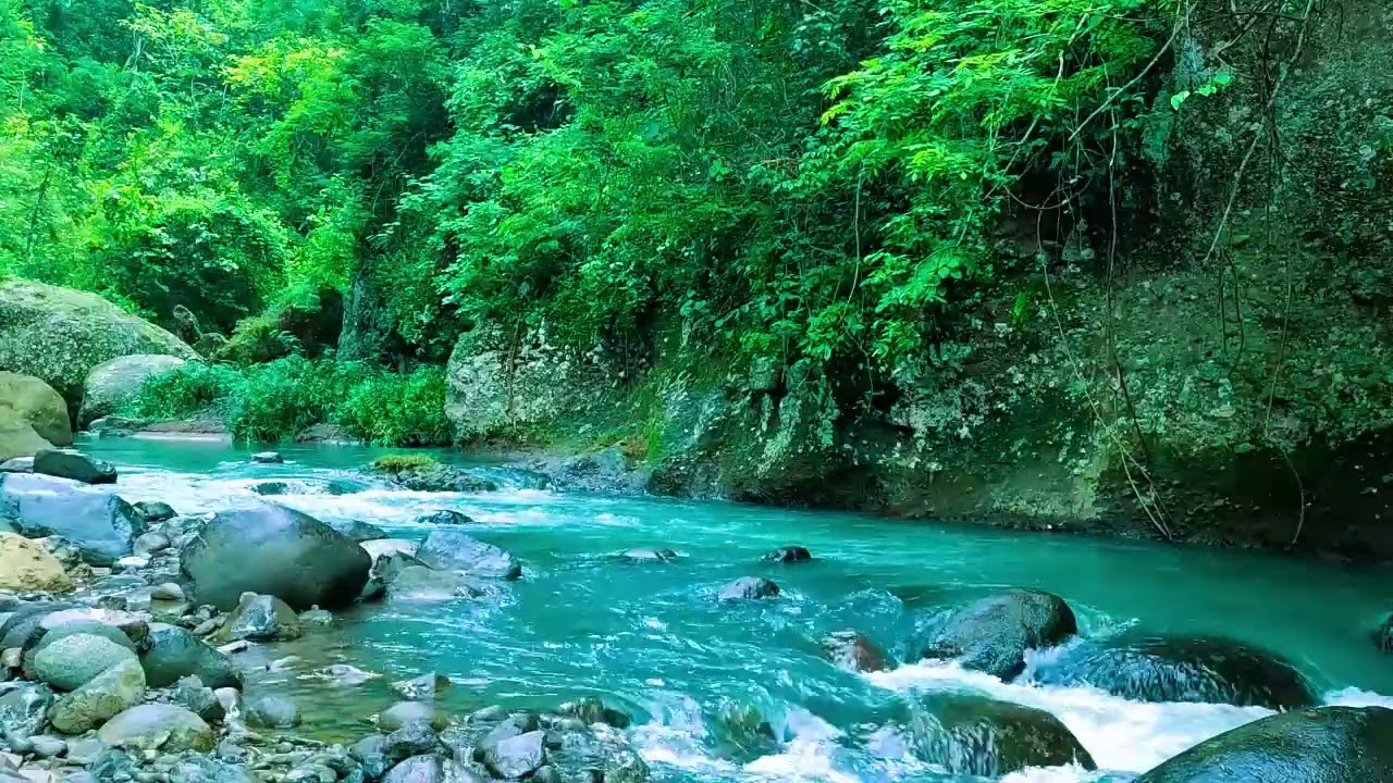 '''''Healing Nature Ambience, Beautiful Stream Through Green Forest, and Flowing Water