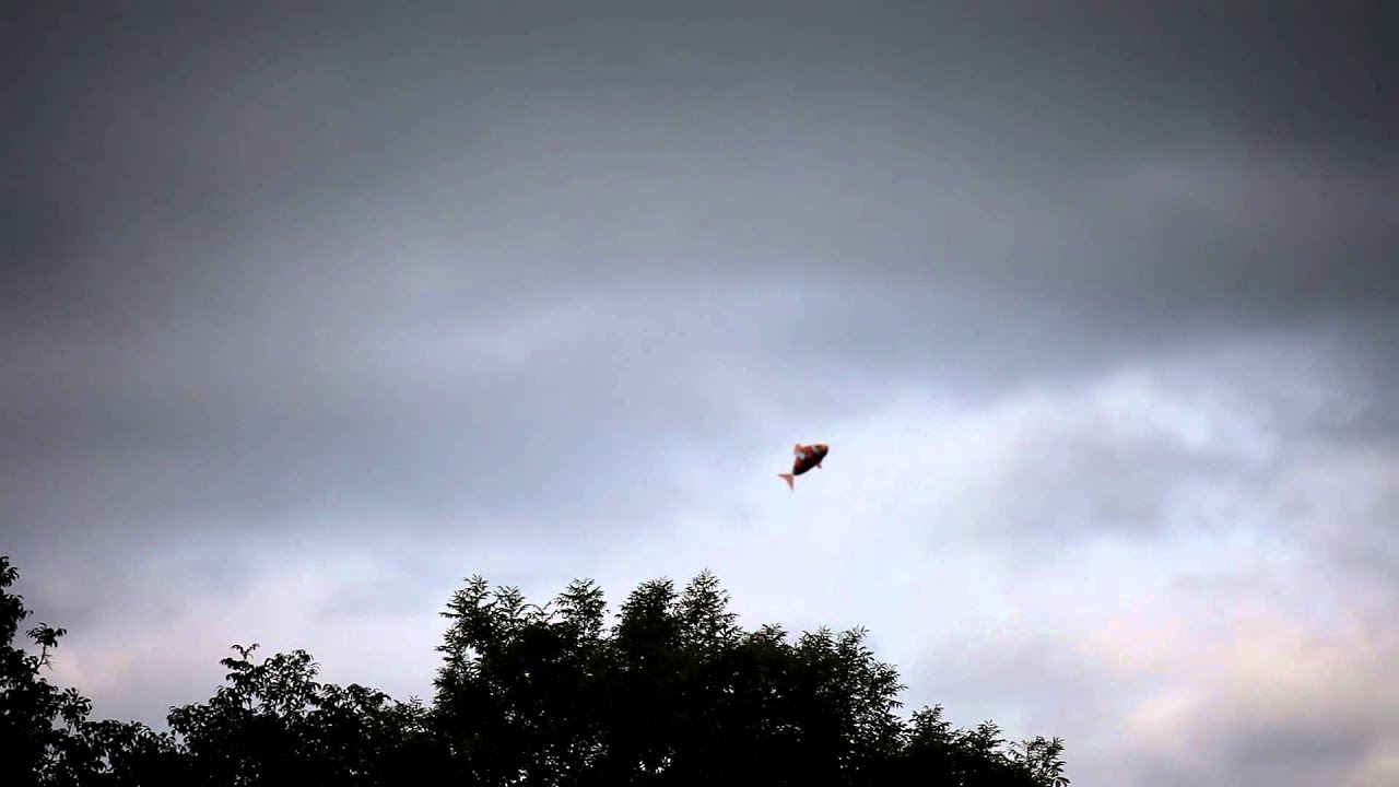 Air Swimmer escapes!! Goodbye Mr Clownfish