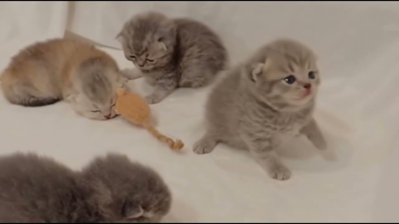 Mommy Cat Cuddles Her Adorable Kittens❤️🐈🐈🐈