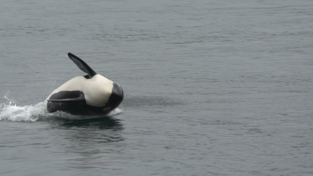 The best orca video ever! J’s, K’s & some L’s breach their way through Active Pass.