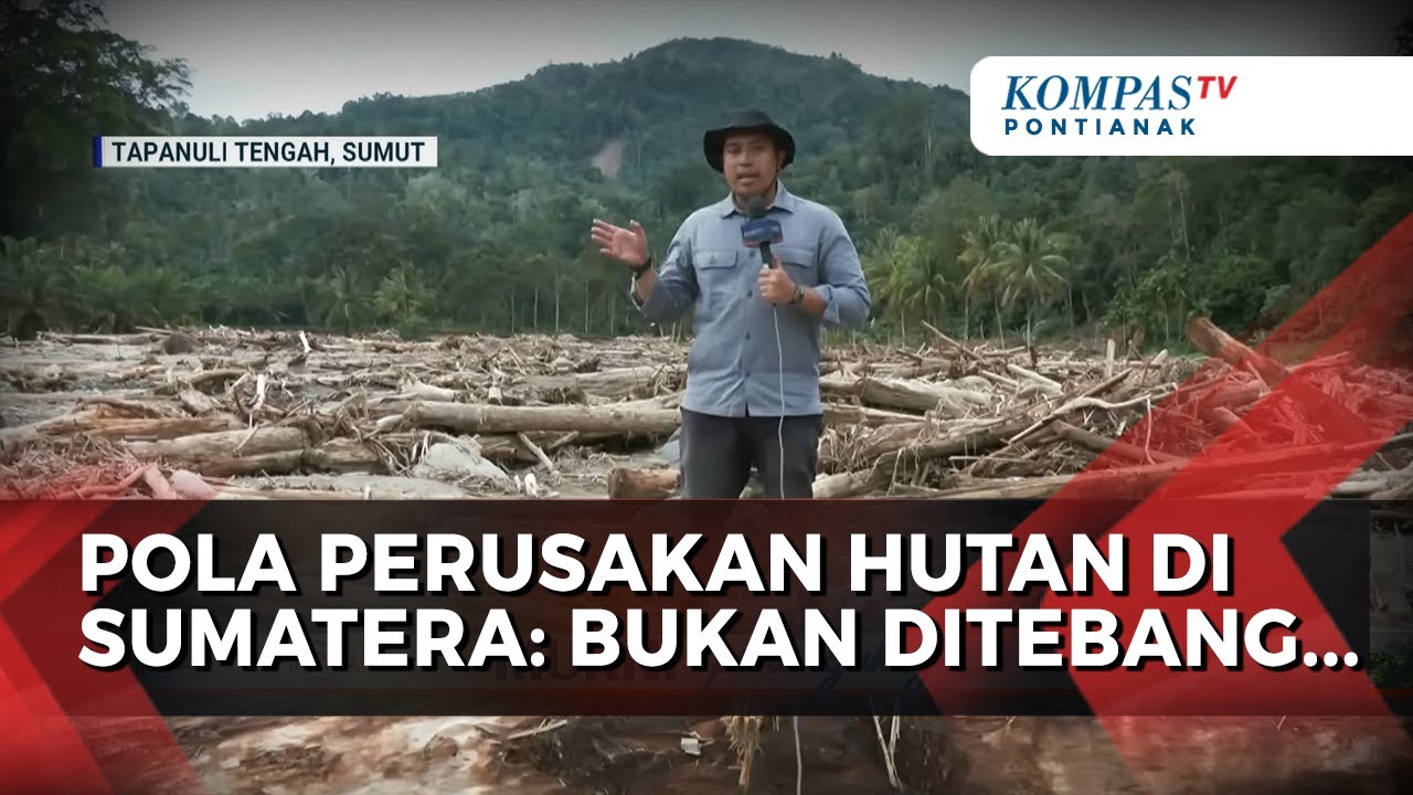 Pola Perusakan Hutan di Sumatera Terungkap: Bukan Ditebang, Pohon Justru Ditabrak Alat Berat