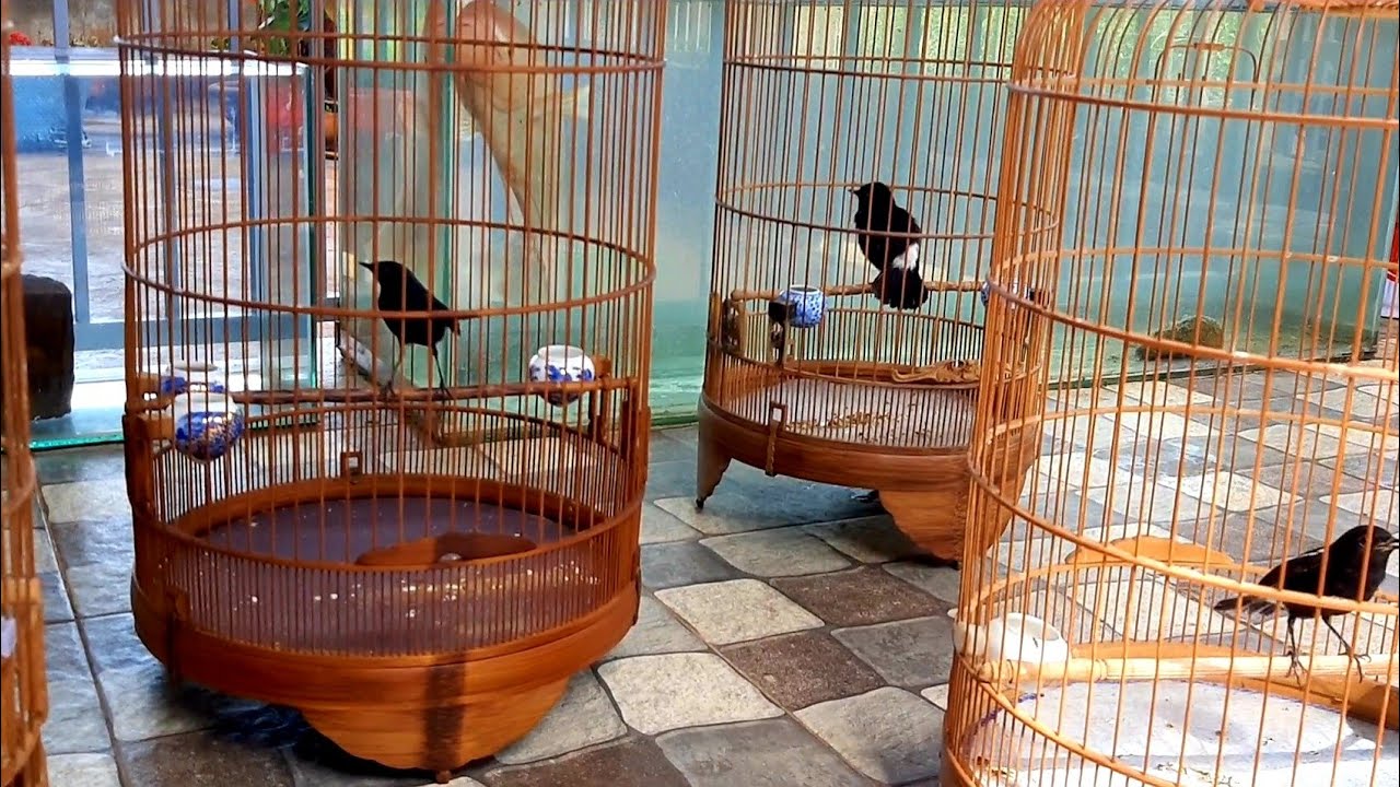 Seychelles bird sing|ch&ograve;e đất h&oacute;t|#NguyễnNh&acirc;n